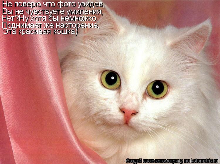 Котоматрица: Не поверю что фото увидев, Вы не чувствуете умиления, Нет?Ну хотя бы немножко, Поднимает же насторение, Эта красивая кошка)