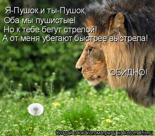 Котоматрица: Я-Пушок и ты-Пушок, Оба мы пушистые! Но к тебе бегут стрелой! А от меня убегают быстрее выстрела! ОБИДНО!