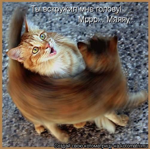 Ты вскружил мне голову! Мррр... Мяяяу...... Котоматрица: Ты вскружил мне голову! Мррр... Мяяяу...