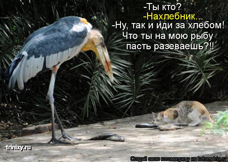 Котоматрица: -Ты кто? -Нахлебник... -Ну, так и иди за хлебом! Что ты на мою рыбу пасть разеваешь?!!
