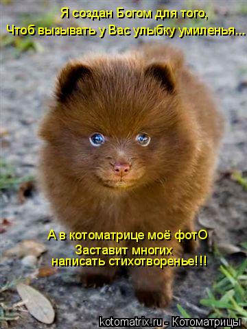 Я создан Богом для того, Чтоб вызывать у Вас улыбку умиленья... А в котоматрице моё фотО Заставит мно... Котоматрица: Я создан Богом для того, Чтоб вызывать у Вас улыбку умиленья... А в котоматрице моё фотО Заставит многих написать стихотворенье!!!