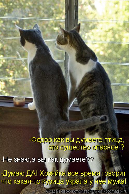 Котоматрица: -Не знаю,а вы как думаете?? -Думаю ДА! Хозяйка все время говорит  что какая-то курица украла у нее мужа! -Федор,как вы думаете птица,  это сущест