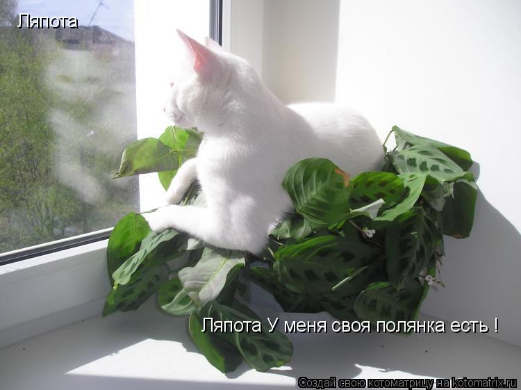 Ляпота Ляпота У меня своя полянка есть ! Ляпота У меня своя полянка есть !... Котоматрица: Ляпота Ляпота У меня своя полянка есть ! Ляпота У меня своя полянка есть !