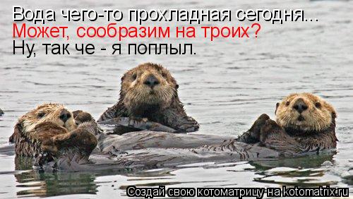Вода чего-то прохладная сегодня... Может, сообразим на троих? Ну, так че - я поплыл.... Котоматрица: Вода чего-то прохладная сегодня... Может, сообразим на троих? Ну, так че - я поплыл.