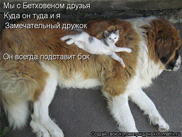Мы с Бетховеном друзья Куда он туда и я Замечательный дружок Он всегда подставит бок... Котоматрица: Мы с Бетховеном друзья Куда он туда и я Замечательный дружок Он всегда подставит бок