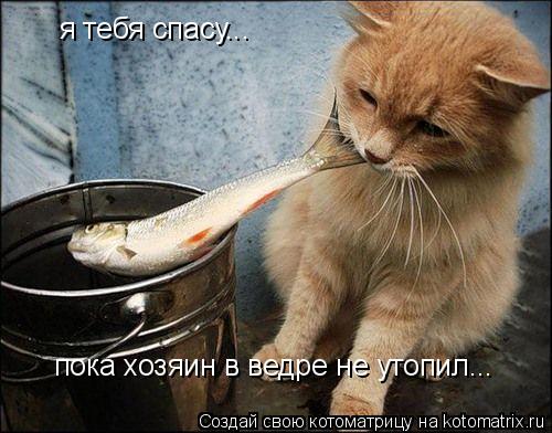 я тебя спасу... пока хозяин в ведре не утопил...... Котоматрица: я тебя спасу... пока хозяин в ведре не утопил...