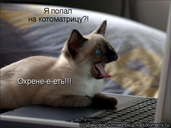 Котоматрица: Я попал на котоматрицу?! Охрене-е-еть!!!
