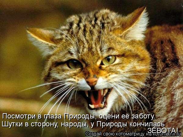 Котоматрица: Посмотри в глаза Природы, оцени её заботу. Шутки в сторону, народы, у Природы кончилась ЗЕВОТА!