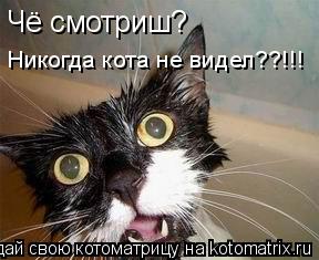 Котоматрица: Чё смотриш?  Никогда кота не видел??!!!