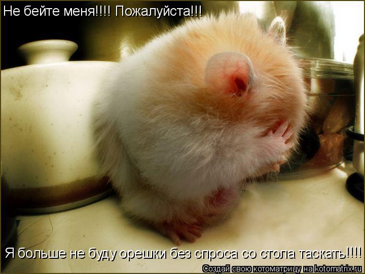 Котоматрица: Я больше не буду орешки без спроса со стола таскать Не бейте меня!!!! Пожалуйста!!! !!!!