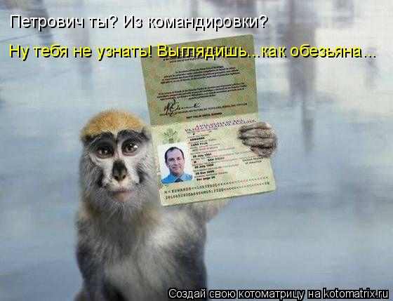 Котоматрица: Петрович ты? Из командировки? Ну тебя не узнать! Выглядишь...как обезьяна...