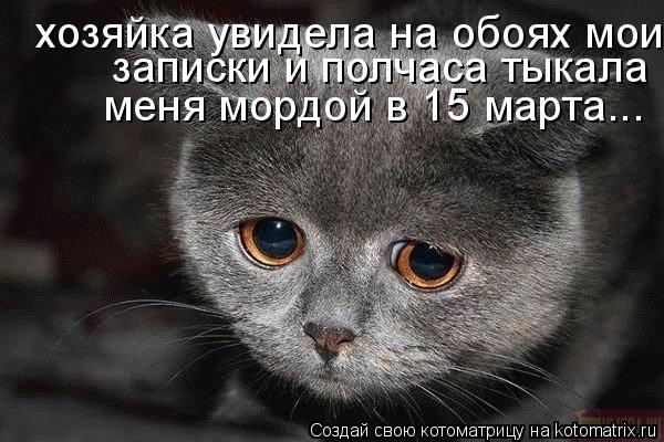 Котоматрица: записки и полчаса тыкала меня мордой в 15 апреля. меня мордой в 15 марта...  хозяйка увидела на обоях мои записки и полчаса тыкала меня мордой в 