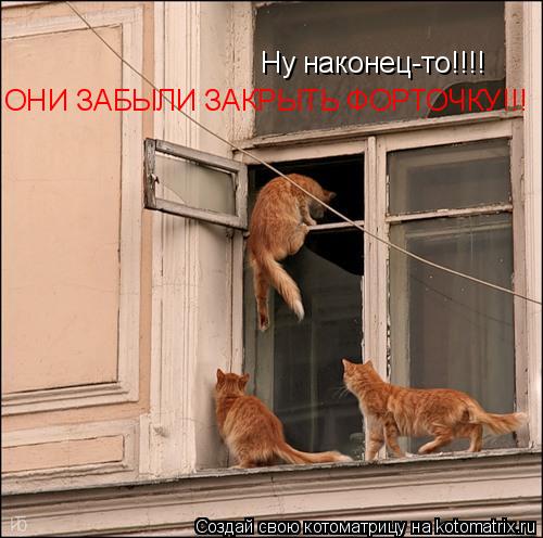 Ну наконец-то!!!! ОНИ ЗАБЫЛИ ЗАКРЫТЬ ФОРТОЧКУ!!!... Котоматрица: Ну наконец-то!!!! ОНИ ЗАБЫЛИ ЗАКРЫТЬ ФОРТОЧКУ!!!