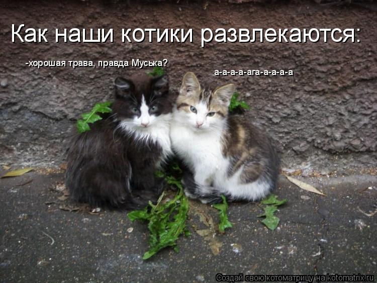 -хорошая трава, правда Муська? а-а-а-а-ага-а-а-а-а Как наши котики развлекаются:... Котоматрица: -хорошая трава, правда Муська? а-а-а-а-ага-а-а-а-а Как наши котики развлекаются: