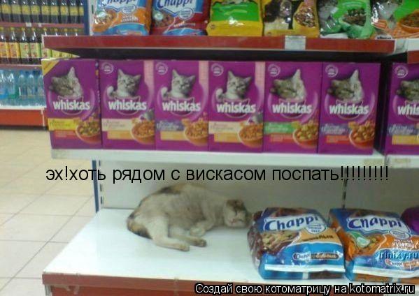 эх!хоть рядом с вискасом поспать!!!!!!!!!... Котоматрица: эх!хоть рядом с вискасом поспать!!!!!!!!!