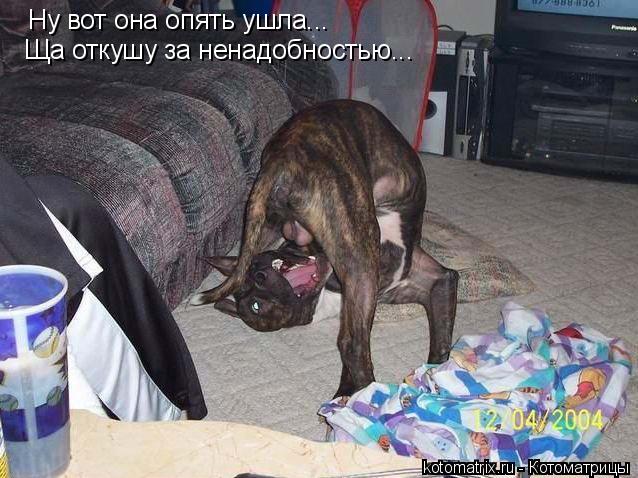 Котоматрица: Ну вот она опять ушла... Ща откушу за ненадобностью...