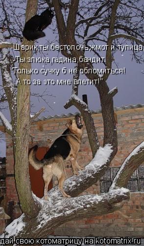 Котоматрица: -Ты злюка,гадина,бандит. -Шарик,ты бестолочь,жмот и тупица, "Только сучку б не обломиться! А то за это мне влетит!"