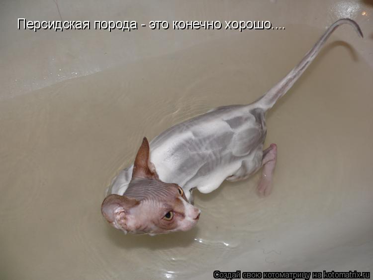 Котоматрица: Персидская порода - это конечно хорошо....