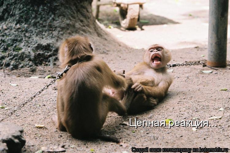 Котоматрица: Цепная реакция...