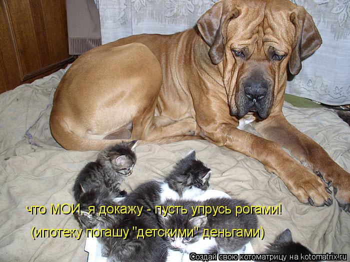 Котоматрица: что МОИ, я докажу - пусть упрусь рогами! (ипотеку погашу "детскими" деньгами)