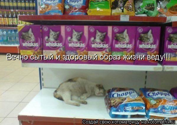 Котоматрица: Вечно сытый и здоровый образ жизни веду!!!