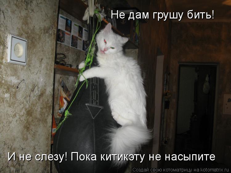 Не дам грушу бить! И не слезу! Пока китикэту не насыпите... Котоматрица: Не дам грушу бить! И не слезу! Пока китикэту не насыпите
