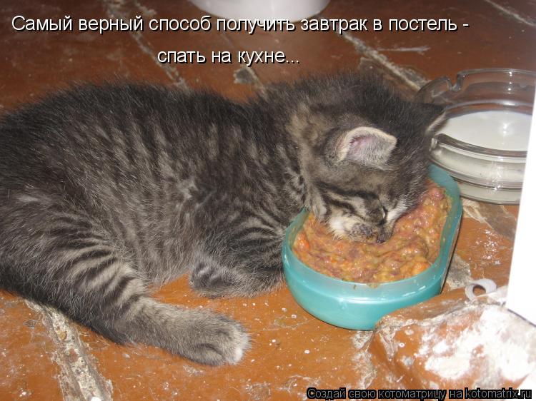 Котоматрица: Самый верный способ получить завтрак в постель -  спать на кухне...