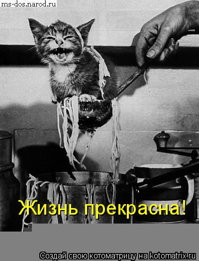 Котоматрица: Жизнь прекрасна!