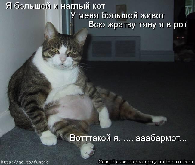 Котоматрица: Я большой и наглый кот У меня большой живот Всю жратву тяну я в рот Вотттакой я...... ааабармот...