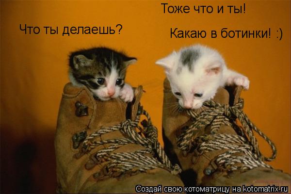 Что ты делаешь? Тоже что и ты! Какаю в ботинки! :)... Котоматрица: Что ты делаешь? Тоже что и ты! Какаю в ботинки! :)