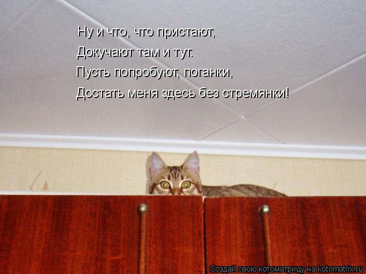 Котоматрица: Ну и что, что пристают,  Докучают там и тут.  Пусть попробуют, поганки, Достать меня здесь без стремянки!