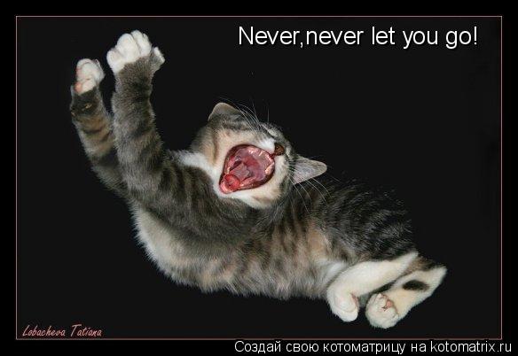 Котоматрица: Never,never let you go!