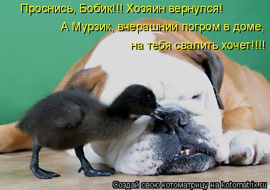 Котоматрица: Проснись, Бобик!!! Хозяин вернулся! А Мурзик, вчерашний погром в доме, на тебя свалить хочет!!!!