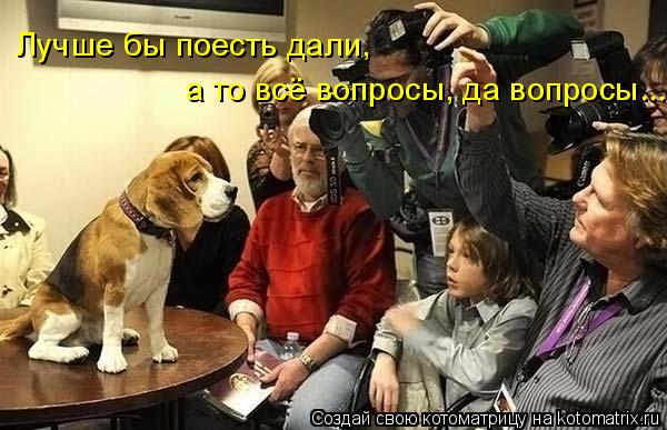 Лучше бы поесть дали, а то всё вопросы, да вопросы...... Котоматрица: Лучше бы поесть дали, а то всё вопросы, да вопросы...