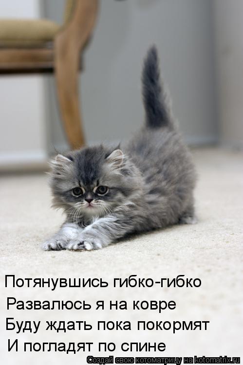 Котоматрица: И погладят по спине Буду ждать пока покормят Развалюсь я на ковре Потянувшись гибко-гибко