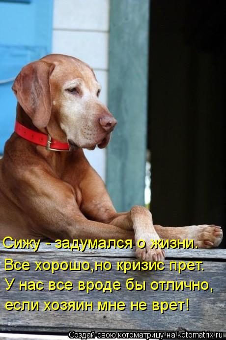 Сижу - задумался о жизни. Все хорошо,но кризис прет. У нас все вроде бы отлично, если хозяин мне не в... Котоматрица: Сижу - задумался о жизни. Все хорошо,но кризис прет. У нас все вроде бы отлично, если хозяин мне не врет!