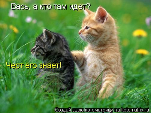 Вась, а кто там идет? Черт его знает!... Котоматрица: Вась, а кто там идет? Черт его знает!