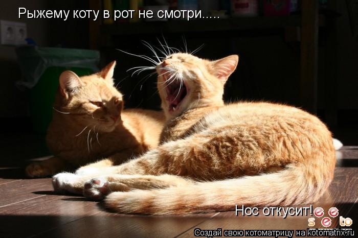 Котоматрица: Рыжему коту в рот не смотри..... Нос откусит!