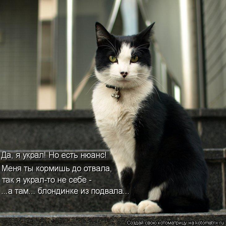 Да, я украл! Но есть нюанс! Меня ты кормишь до отвала, так я украл-то не себе - ...а там... блондинк... Котоматрица: Да, я украл! Но есть нюанс! Меня ты кормишь до отвала, так я украл-то не себе - ...а там... блондинке из подвала...
