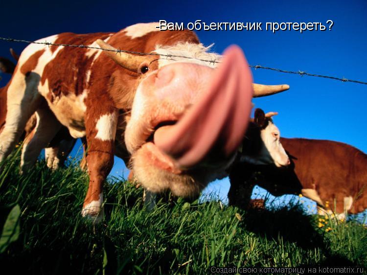 -Вам объективчик протереть?... Котоматрица: -Вам объективчик протереть?