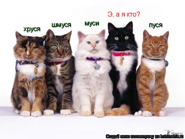 Котоматрица: хруся шмуся муси пуся Э, а я кто?