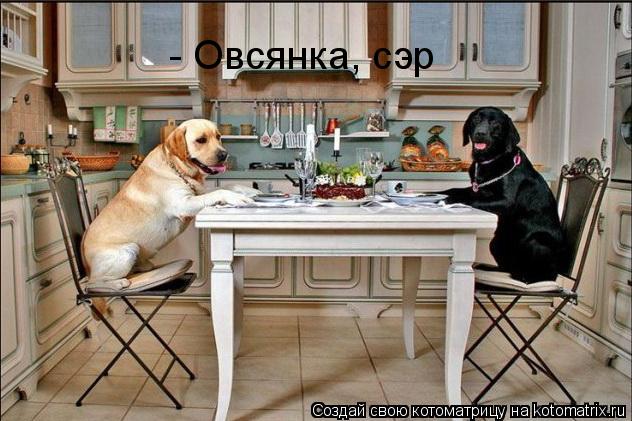 Котоматрица: - Овсянка, сэр