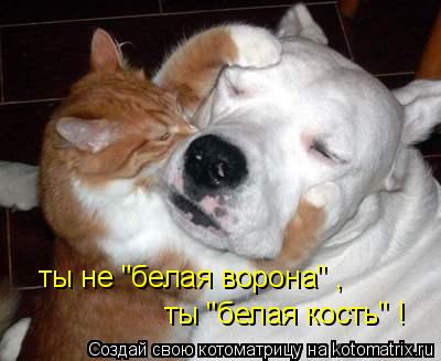 Котоматрица: ты не "белая ворона" , ты "белая кость" !