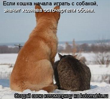 Если кошка начала играть с собакой, значит хозяева осточертели обоим.... Котоматрица: Если кошка начала играть с собакой, значит хозяева осточертели обоим.