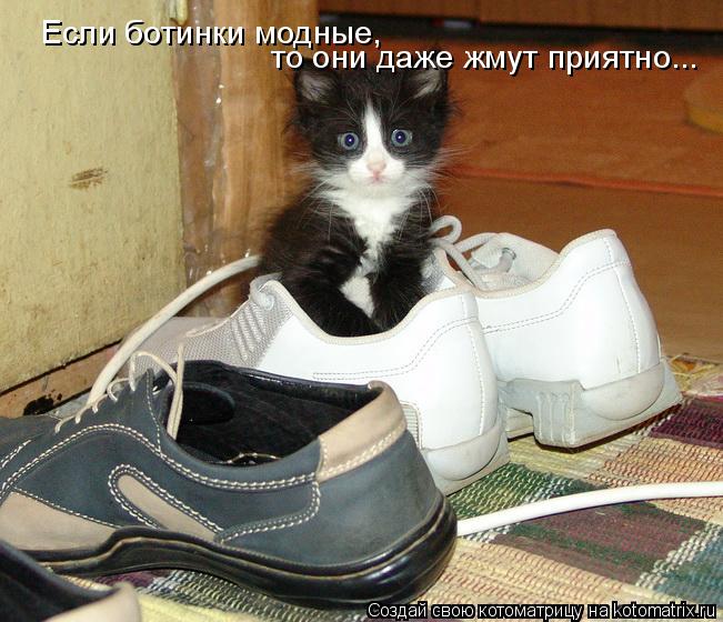 Котоматрица: Если ботинки модные,  то они даже жмут приятно...