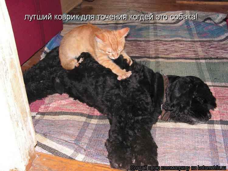 Котоматрица: лутший коврик для точения когдей это собака!