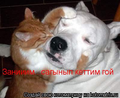 Котоматрица: Занииим...сагынып кеттим гой