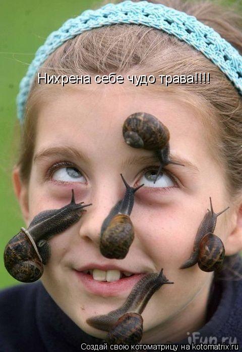 Котоматрица: Нихрена себе чудо трава!!!!