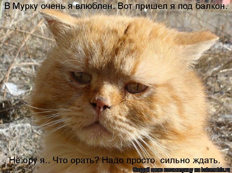 В Мурку очень я влюблен. Вот пришел я под балкон. Не ору я.… Что орать? Надо просто сильно ждать.... Котоматрица: В Мурку очень я влюблен. Вот пришел я под балкон. Не ору я.… Что орать? Надо просто сильно ждать.