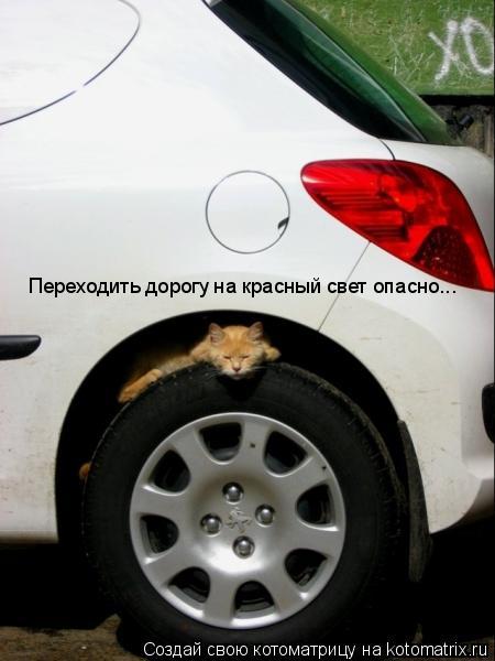 Переходить дорогу на красный свет опасно...... Котоматрица: Переходить дорогу на красный свет опасно...